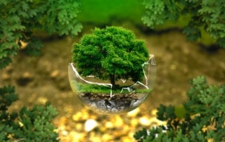 Et levende tre fra 8000 f.kr.?