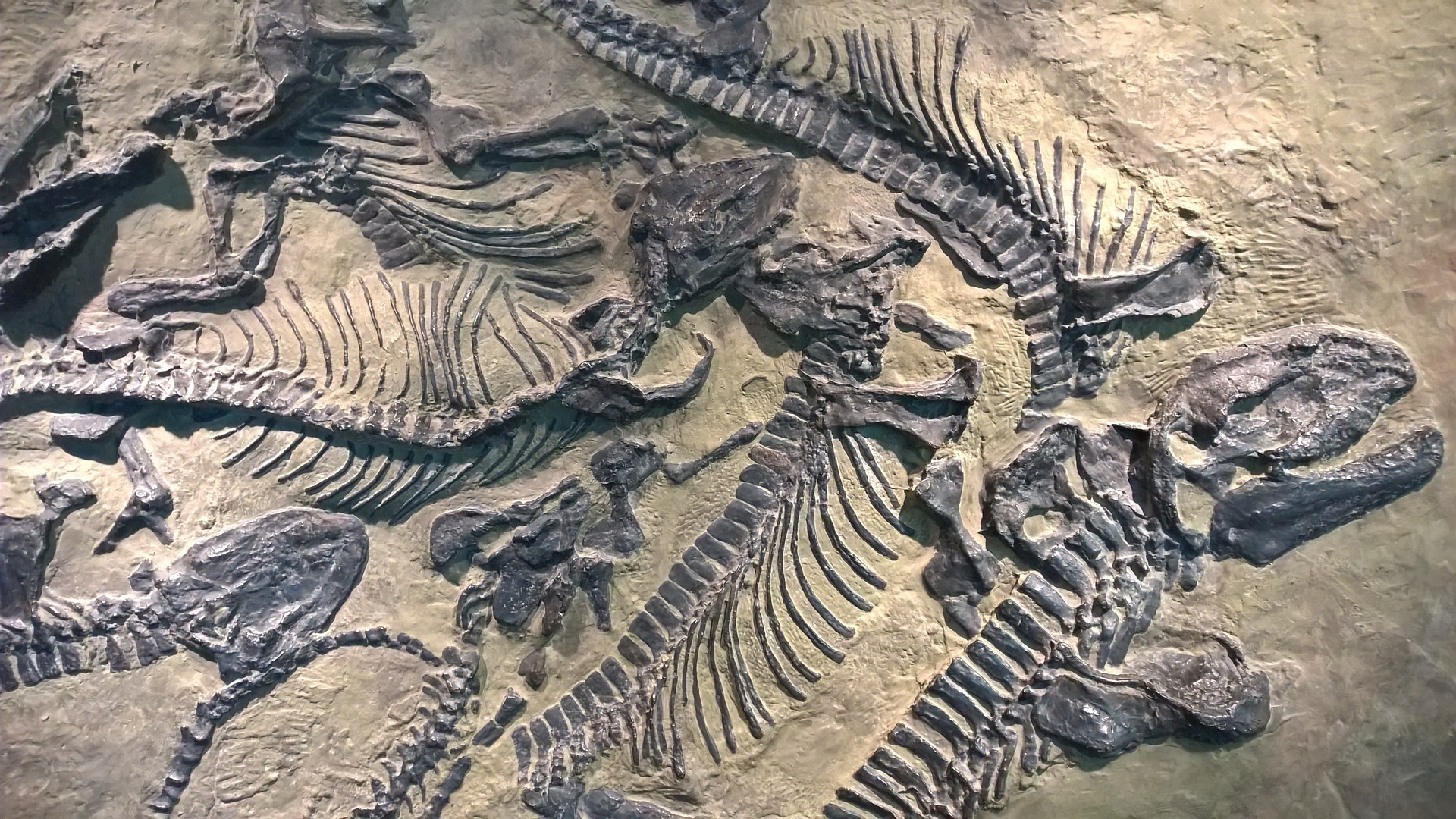 Noah og syndefloden – Fossilene