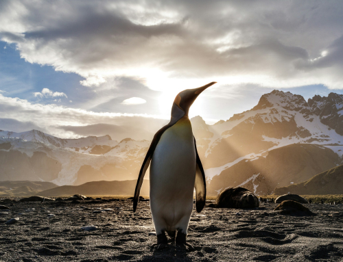 Pingvinen – et mareritt for evolusjonistisk verdensbilde